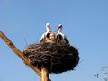 Миниатюра для версии от 09:57, 13 декабря 2024