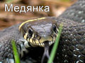 Миниатюра для версии от 20:53, 14 декабря 2024
