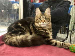 WinterCatShow25.jpg